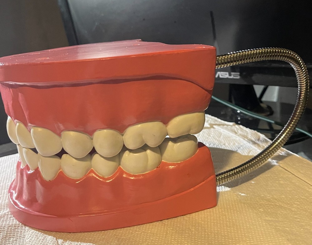 Dental Orthodontic Typodont Teeth Model