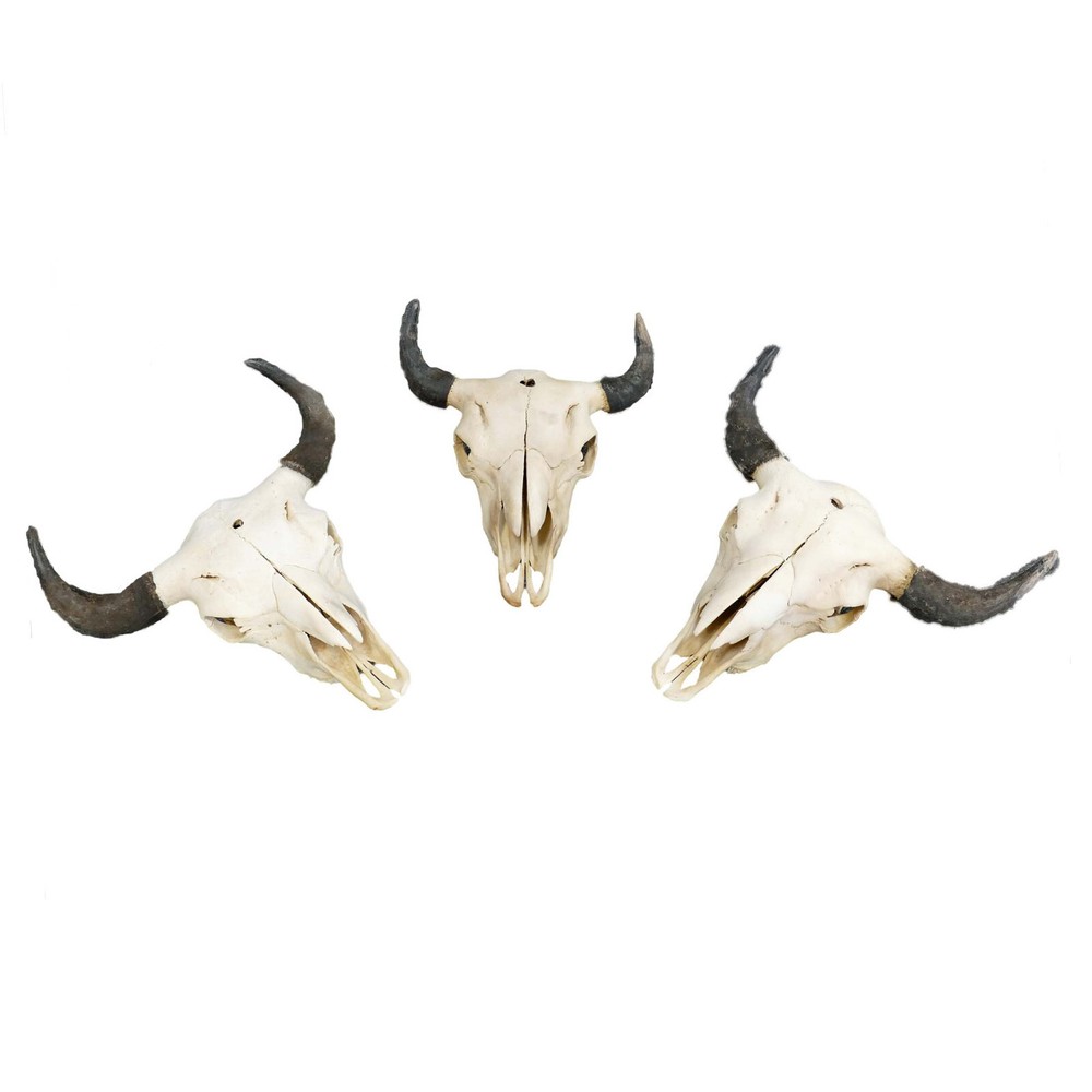 North American Buffalo Skull