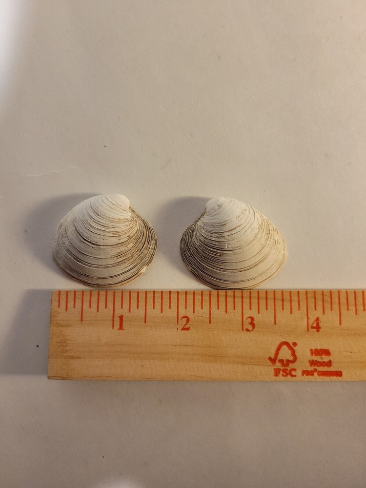Northern Quahog Specimen