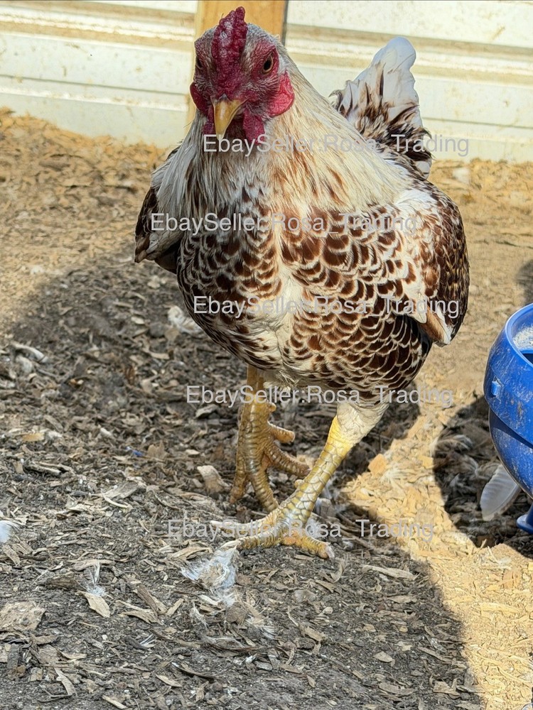Red white Laced Cornish Bantam Hatching Eggs 10 Pcs