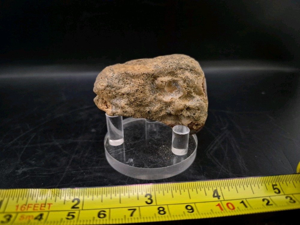 Sauropod Skull Fossil 🦕