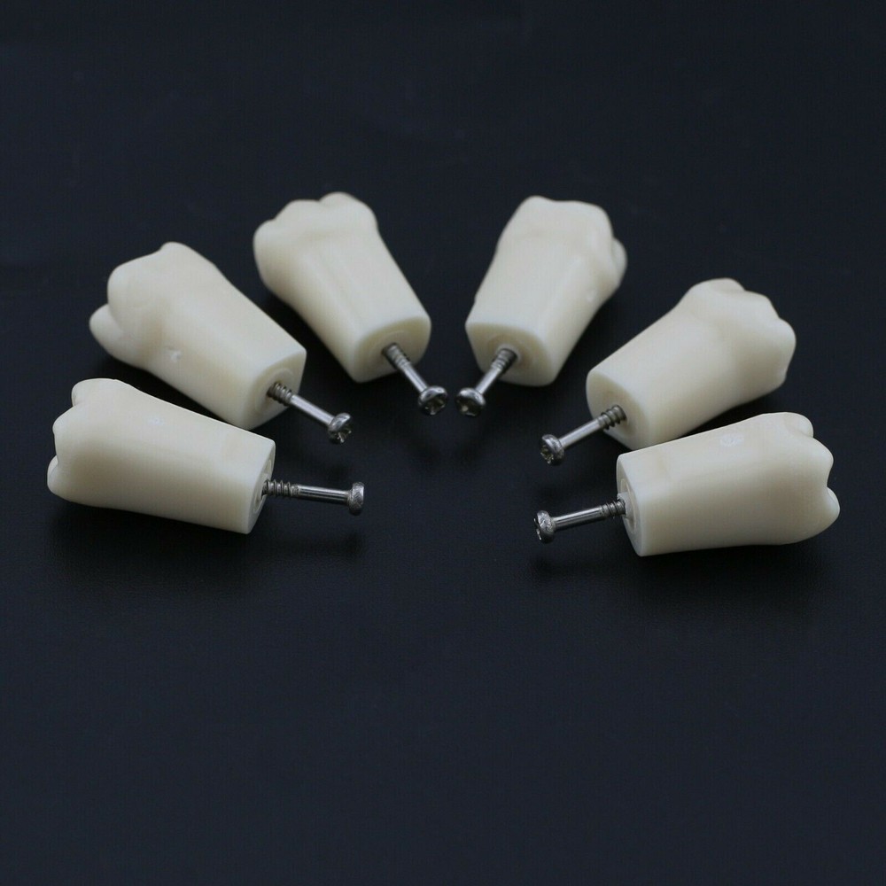 28 Screw-in Teeth Dental Typodont Model Replacement Practice Study Tooth Model