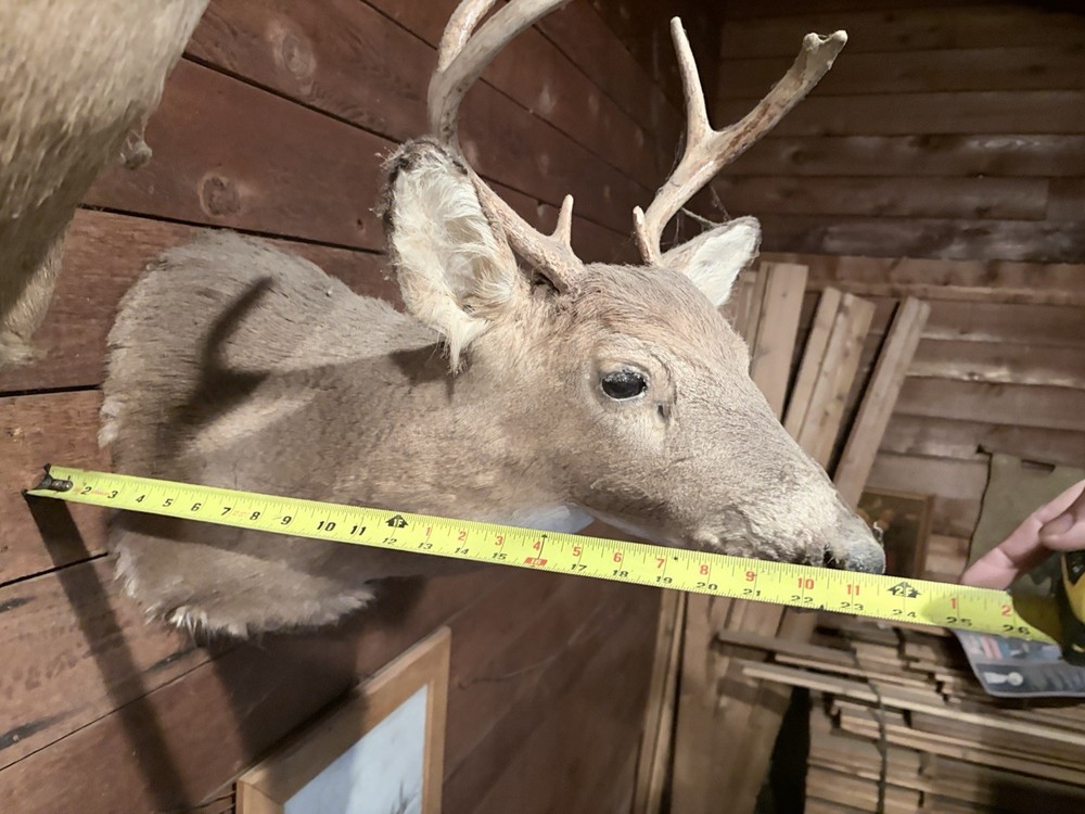 Deer Mount