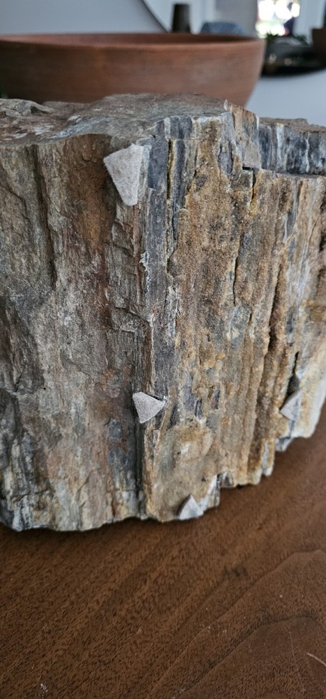 Petrified Wood Collection Display Piece Beautiful