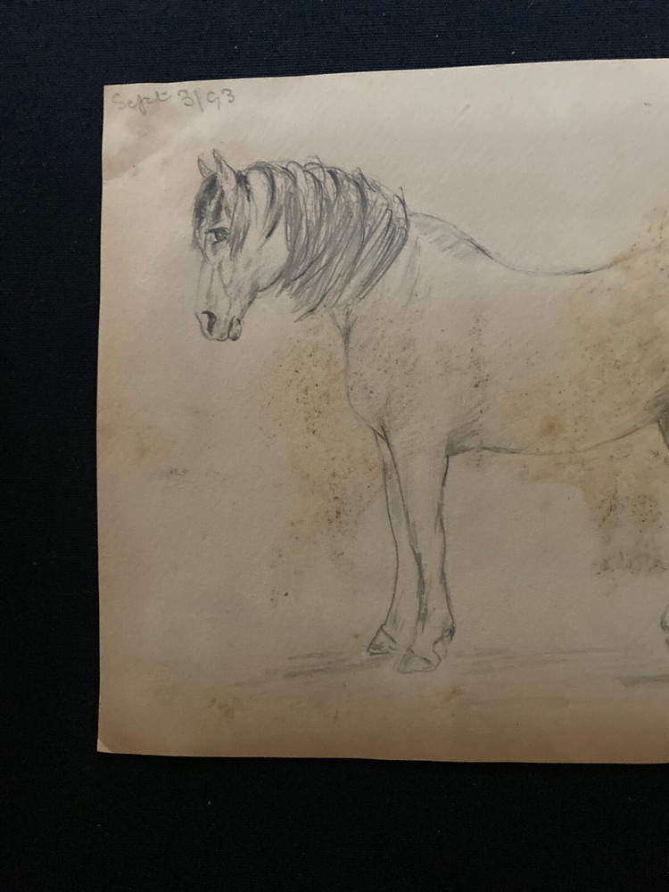 1893 Victorian drawing Daisy horse