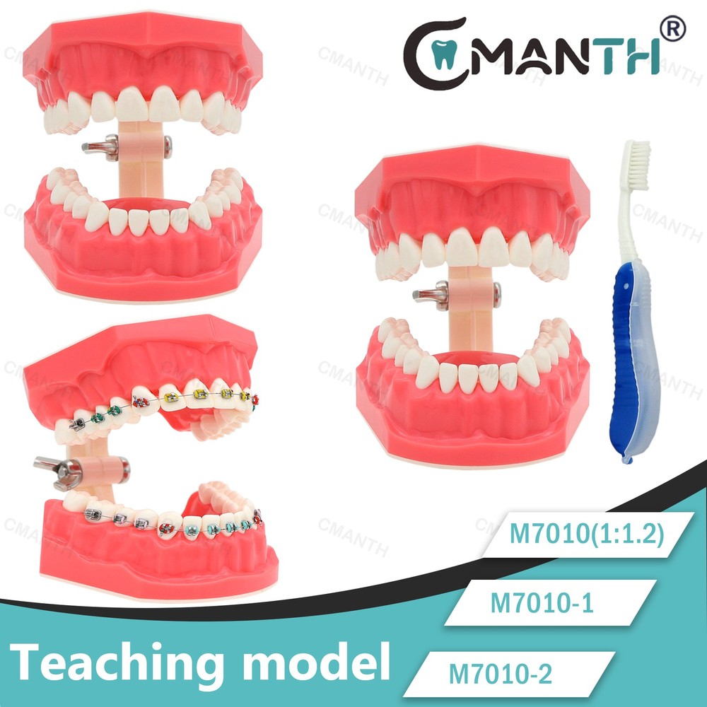 Dental Standard 1:1 Teeth Model With Fixes Braces Brushing Flossing Practice