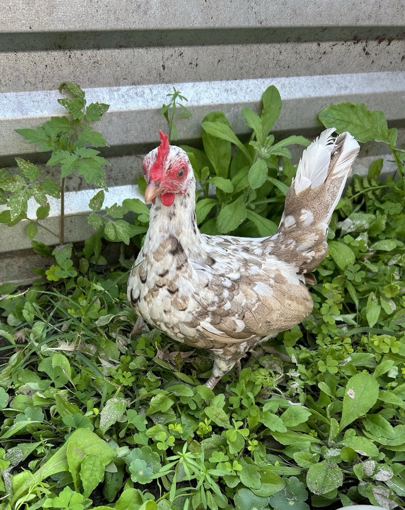 4 Kikirikis Hatching Eggs