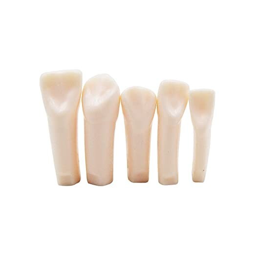 Removable Teeth Piece for Typodont Teeth Model