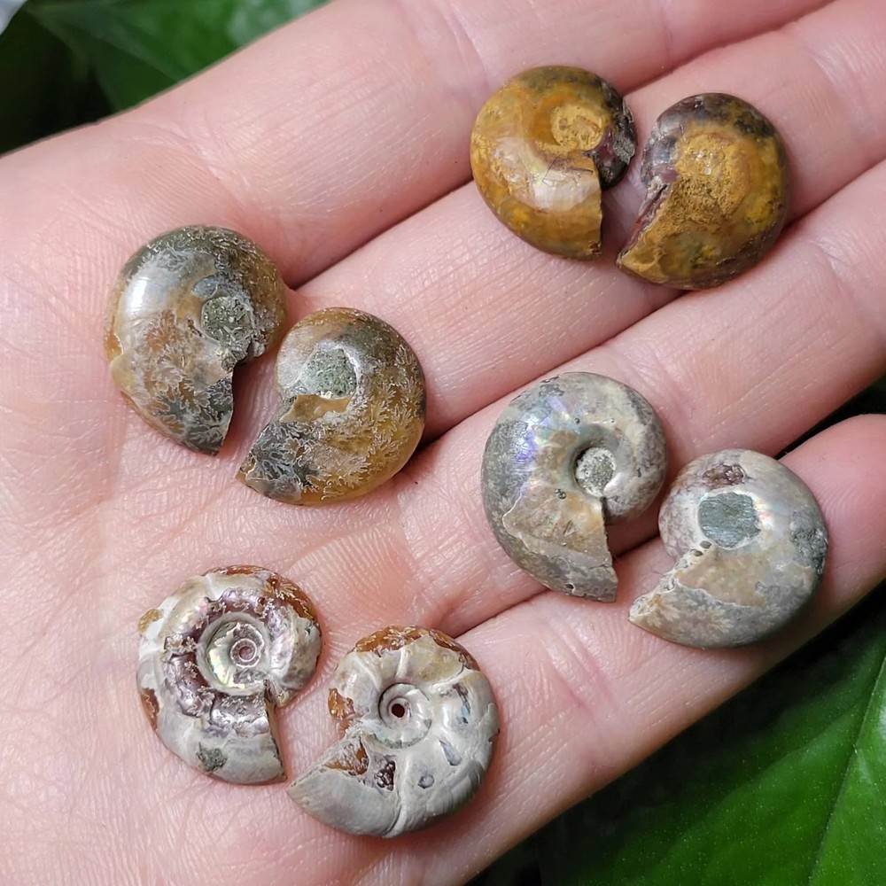 Ammonite Pair