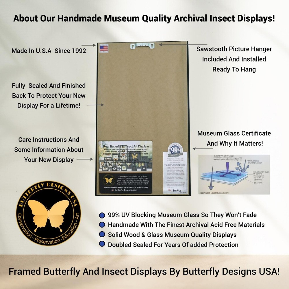 Framed Anaea Nessus Butterfly: Gothic Black Roses Display