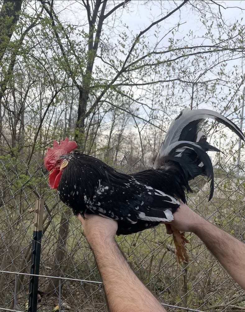 12 LF Colored Leghorn Hatching Eggs!
