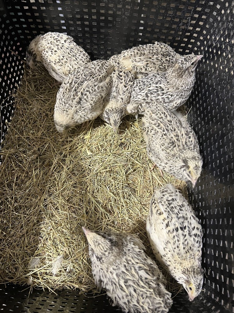12 Buddy’s Hatchery Pearl Fee Coturnix Quail Hatch Egg