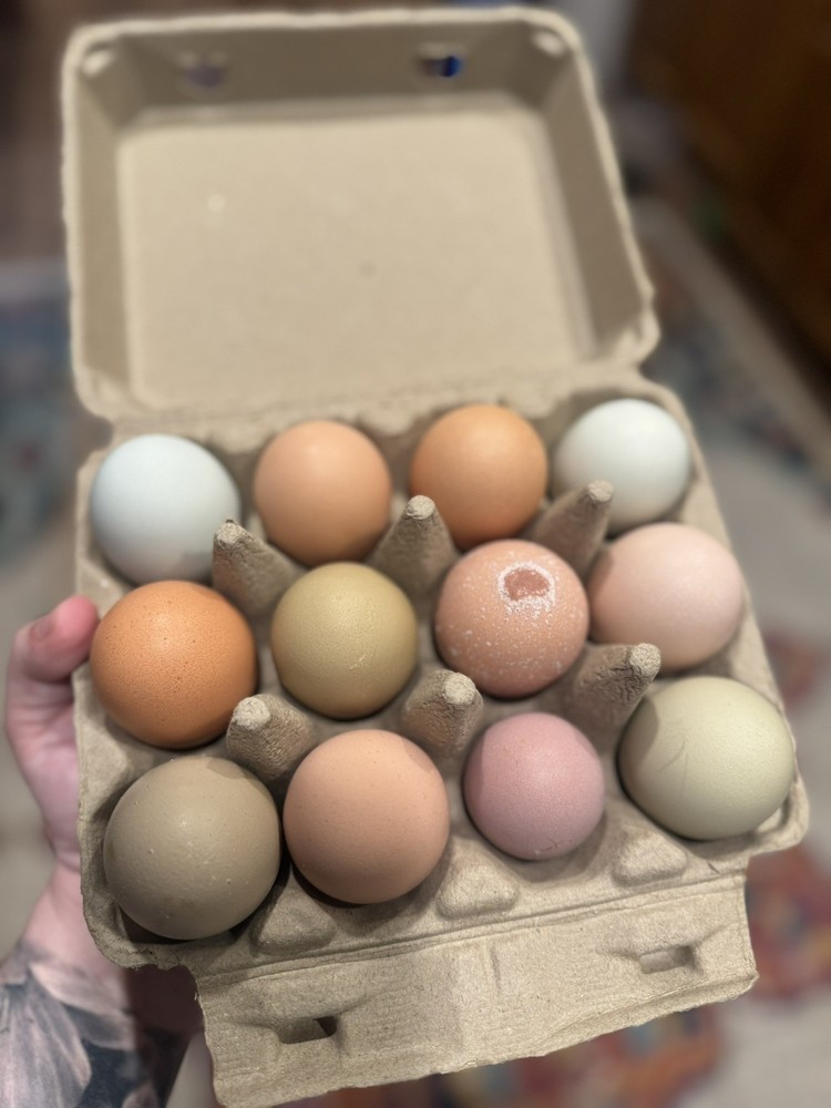 10 “Who’s Your Daddy?” RAINBOW Hatching Chicken Eggs 🤍🌈