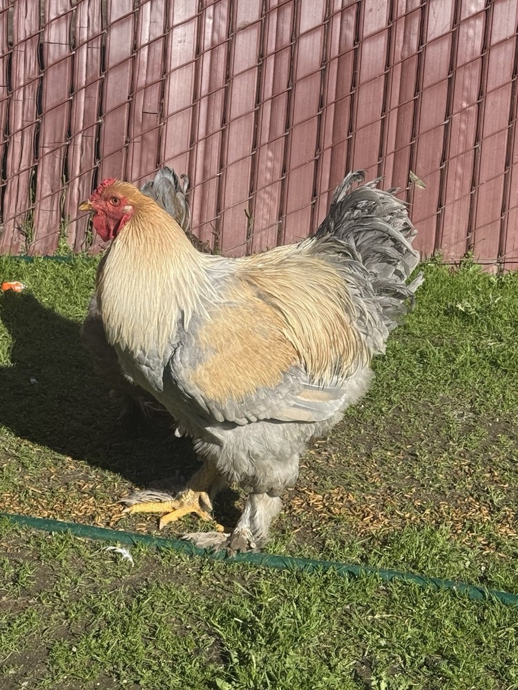 Isabella Brahma Hatching Eggs 6 Eggs