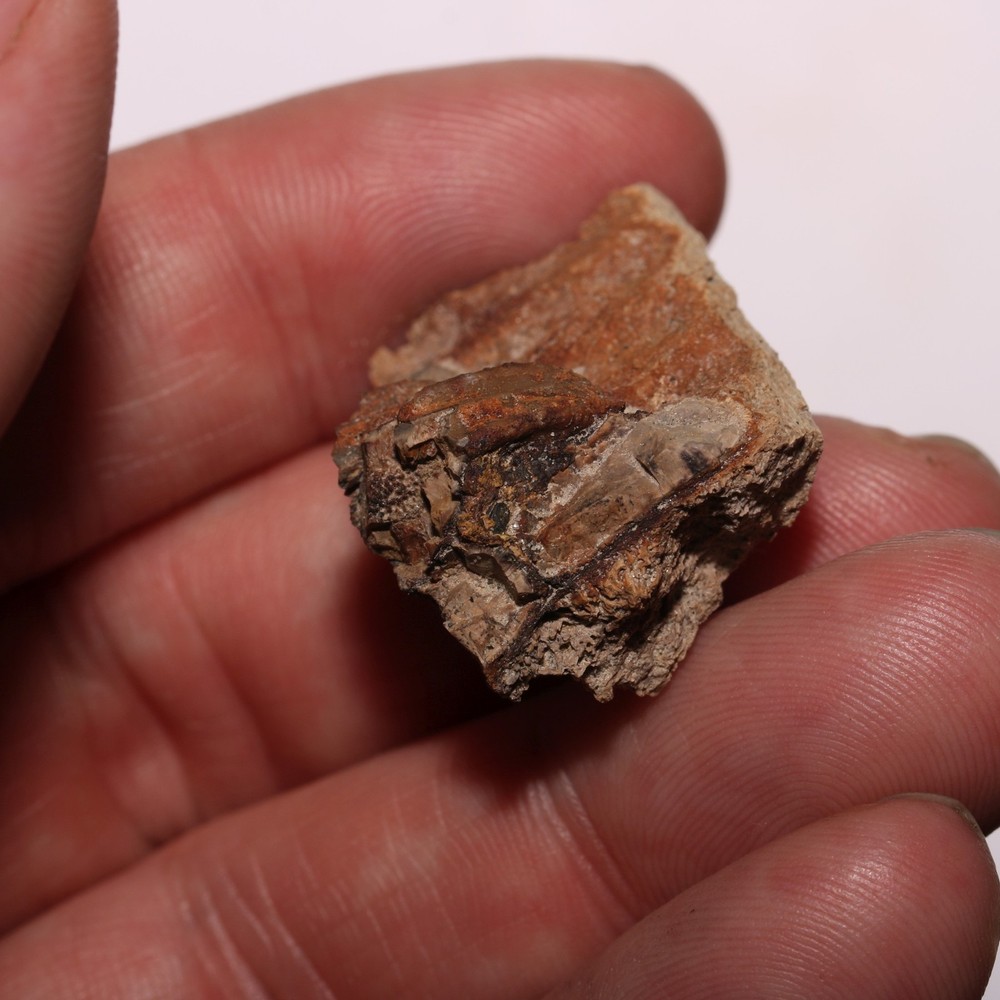 Edmonotsaurus Jaw with a few Teeth Cretaceous Hell Creek Formation - Nice Piece
