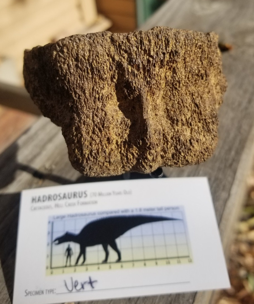 Nice Hadrosaurus Vert Section Fossil Specimen Cretaceous Hell Crk MT Recent Dig