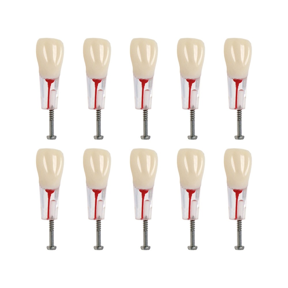10Pcs Dental Endo Root Canal Teeth Study RCT Practice Model Typodont Model #8006