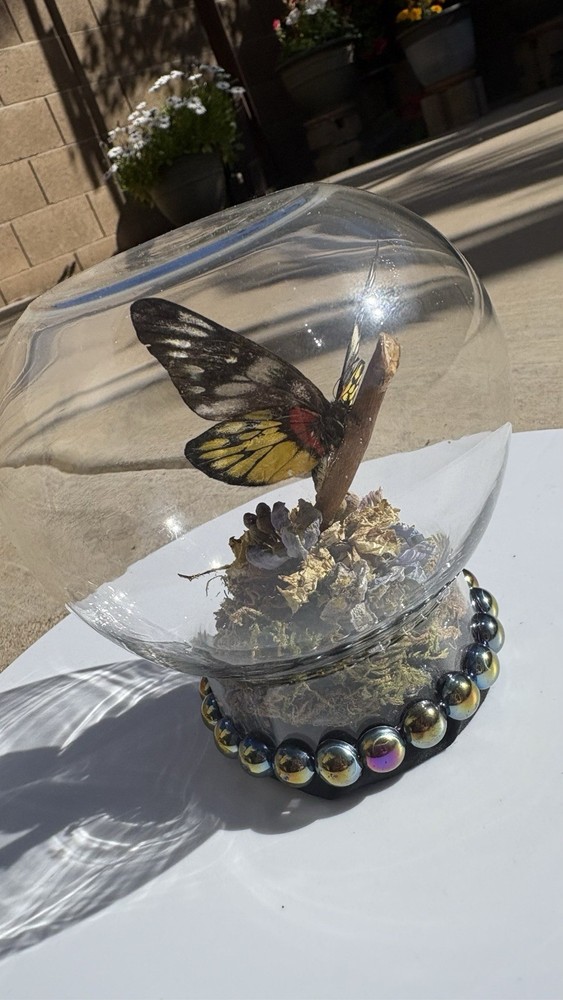 Butterfly Glass Display Case with Decorative Base