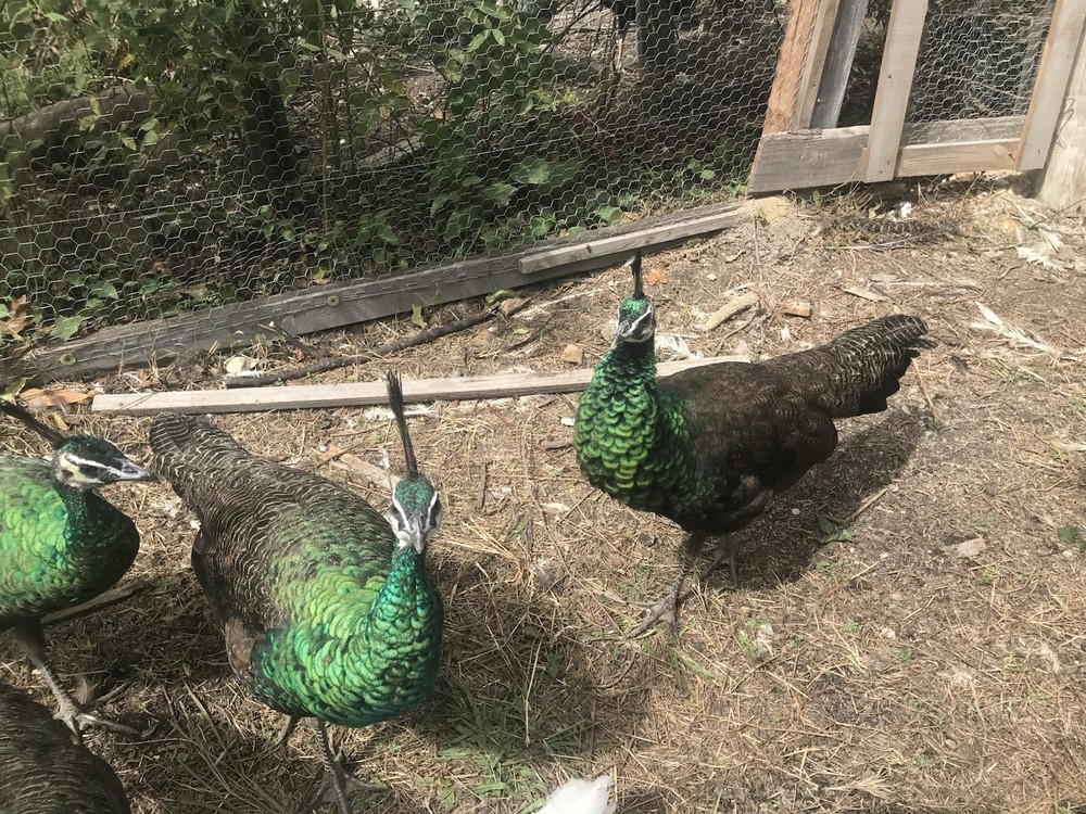 3 Java Green Purple Spaulding hatching eggs.