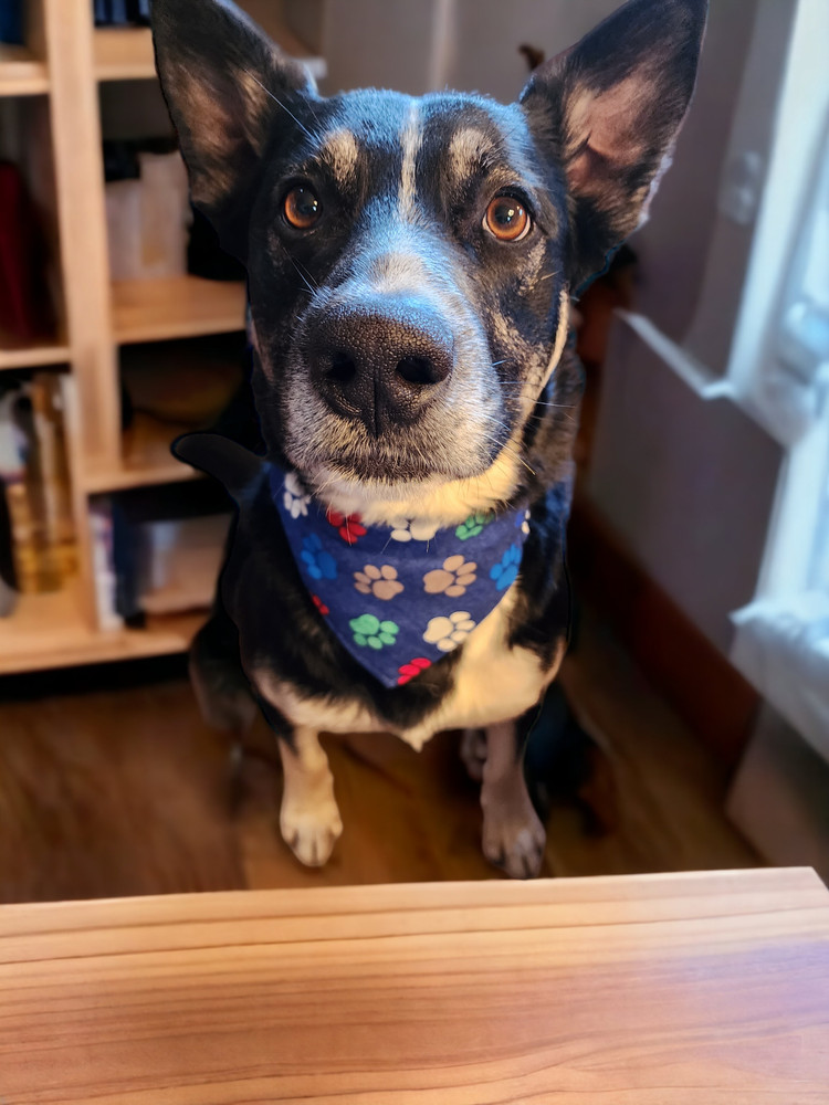 Pet bandanas subscription service now available.