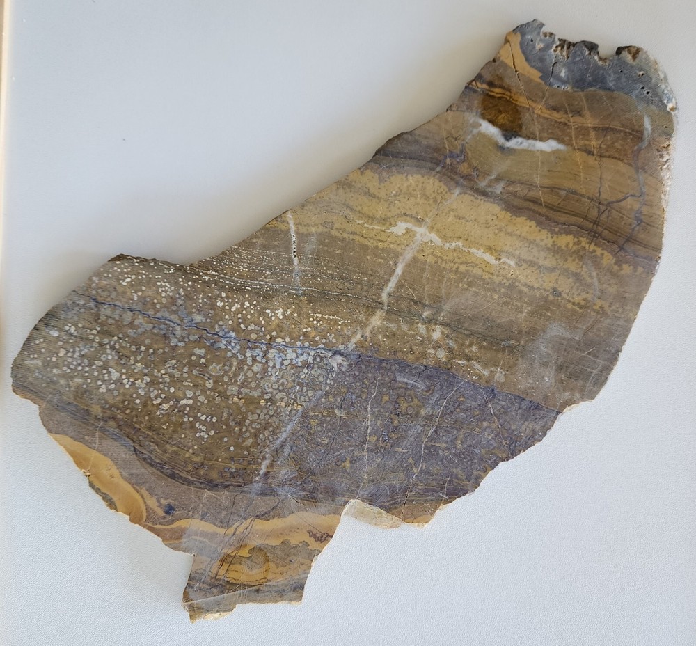 Orbicular Jasper Large Lapidary Slab