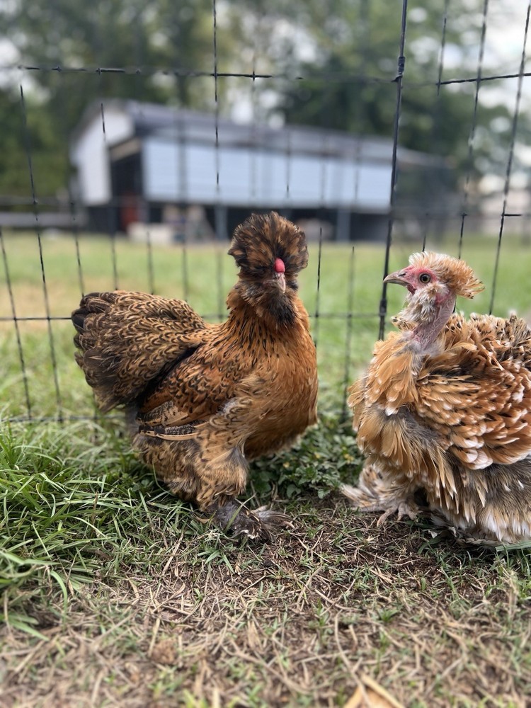 6+ Millie Fleur Silkie Hatching Eggs NPIP