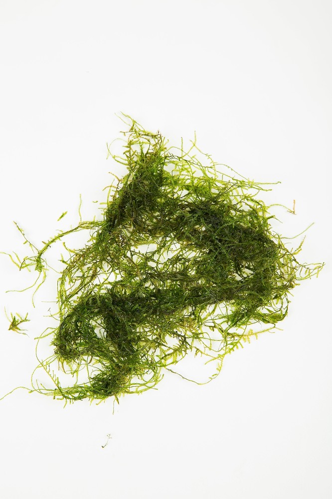 Java Moss - 1g - 250g - Tropical Water Live Aquarium Plants