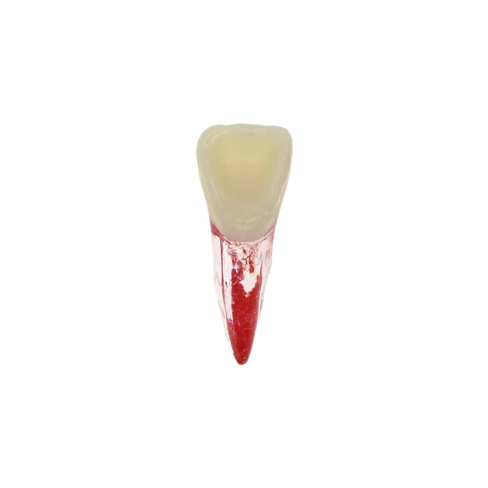 10Pcs Dental Root Canal Practice Model RCT Practice Endo Teeth Model Pulp Study
