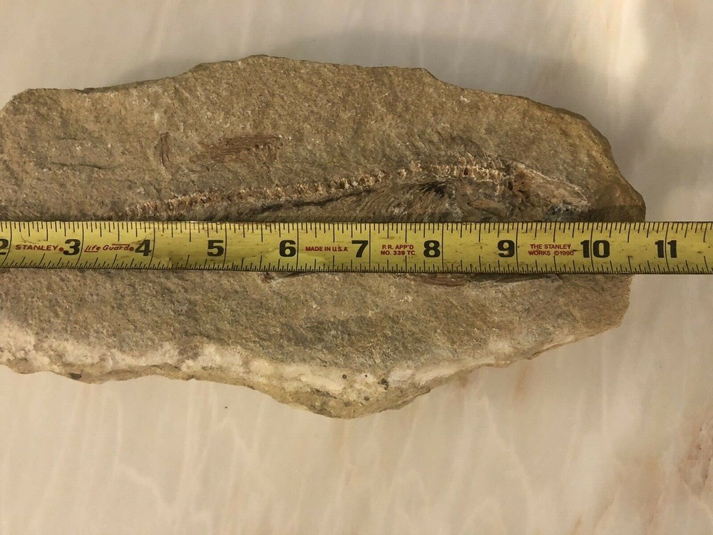 Fossil Fish Two Pieces 10.5" HEAVY