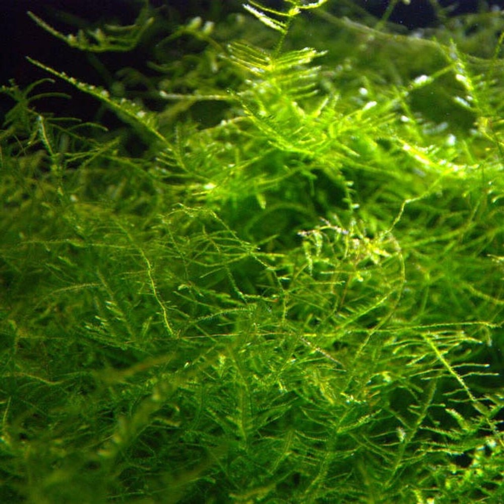 Java Moss (vesicularia): Golf Ball Size- Aquarium Plants Aquatic Live