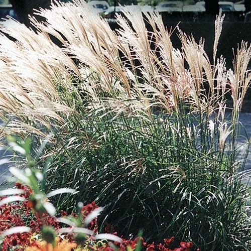 ( 1 ) - Fire Dragon Maiden Grass ( miscanthus ) - Starter Plants ( 4m )