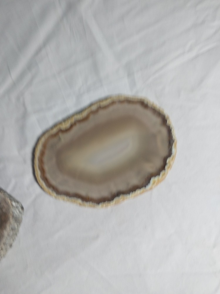 Petrified Wood Round,geode Slice, Polished,