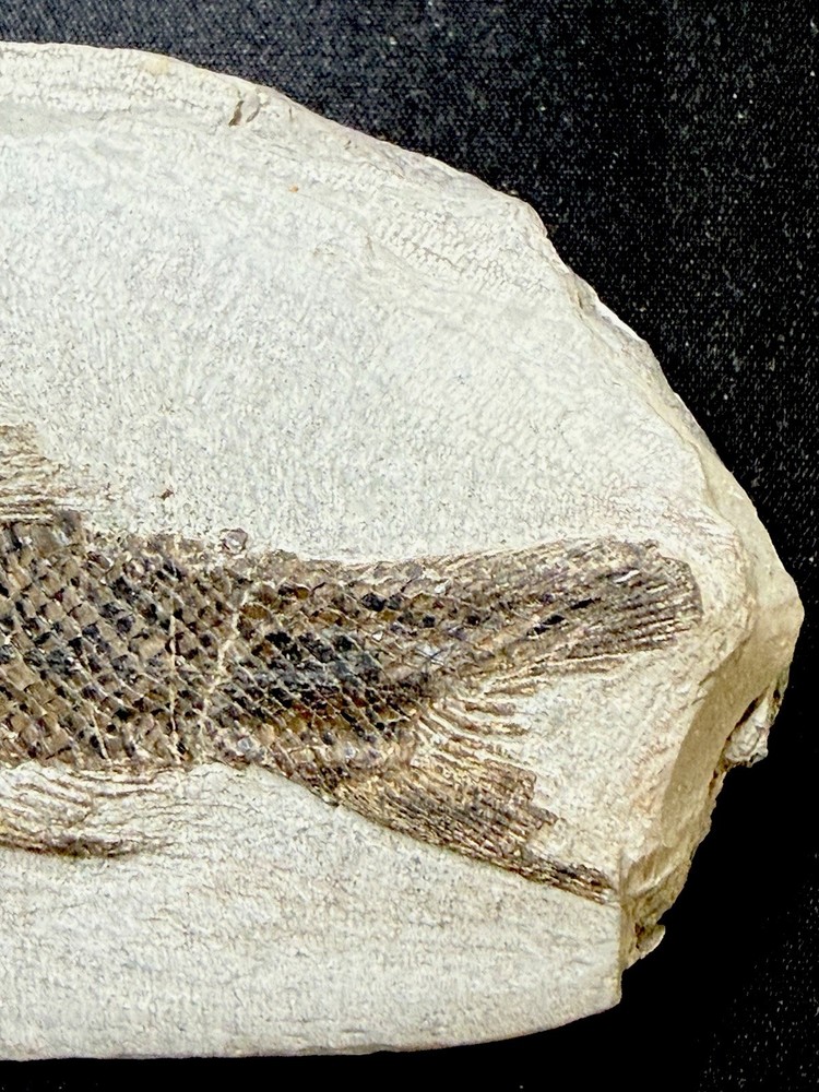 fossil fish ，perleidus, Jurong China