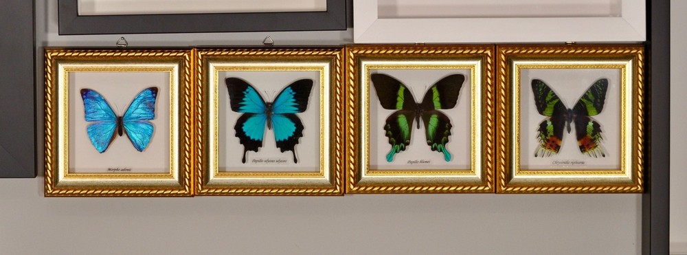 Bits and Bugs Butterfly LOT of 4
