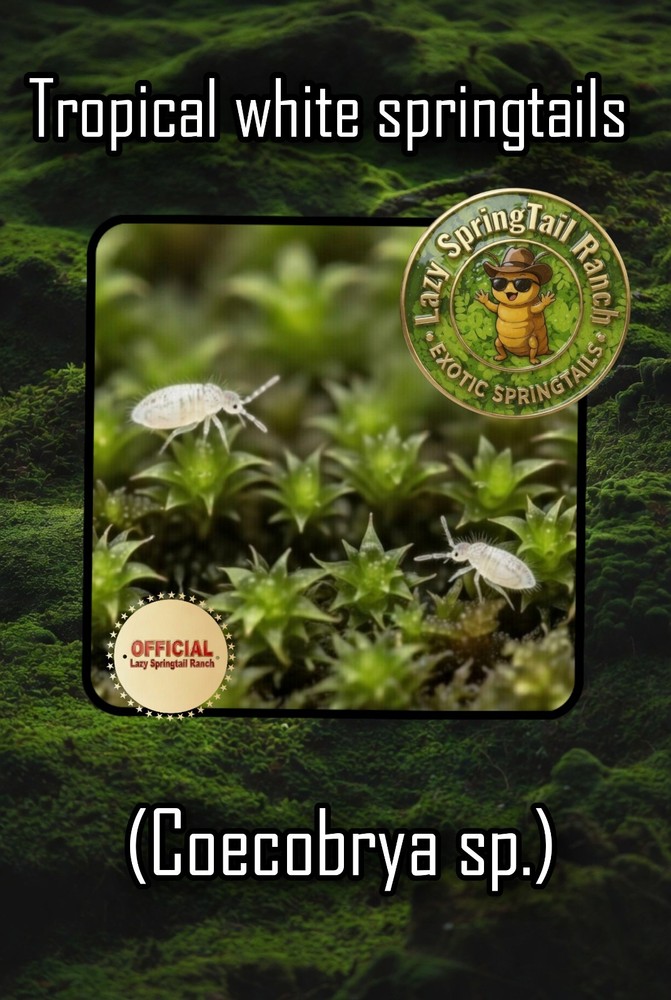 Live Tropical White Springtails 200+ (L.A.G)