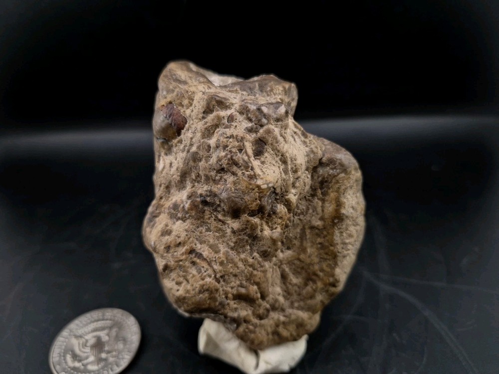 Egg Fossil Reptile 🦎 Permineralized