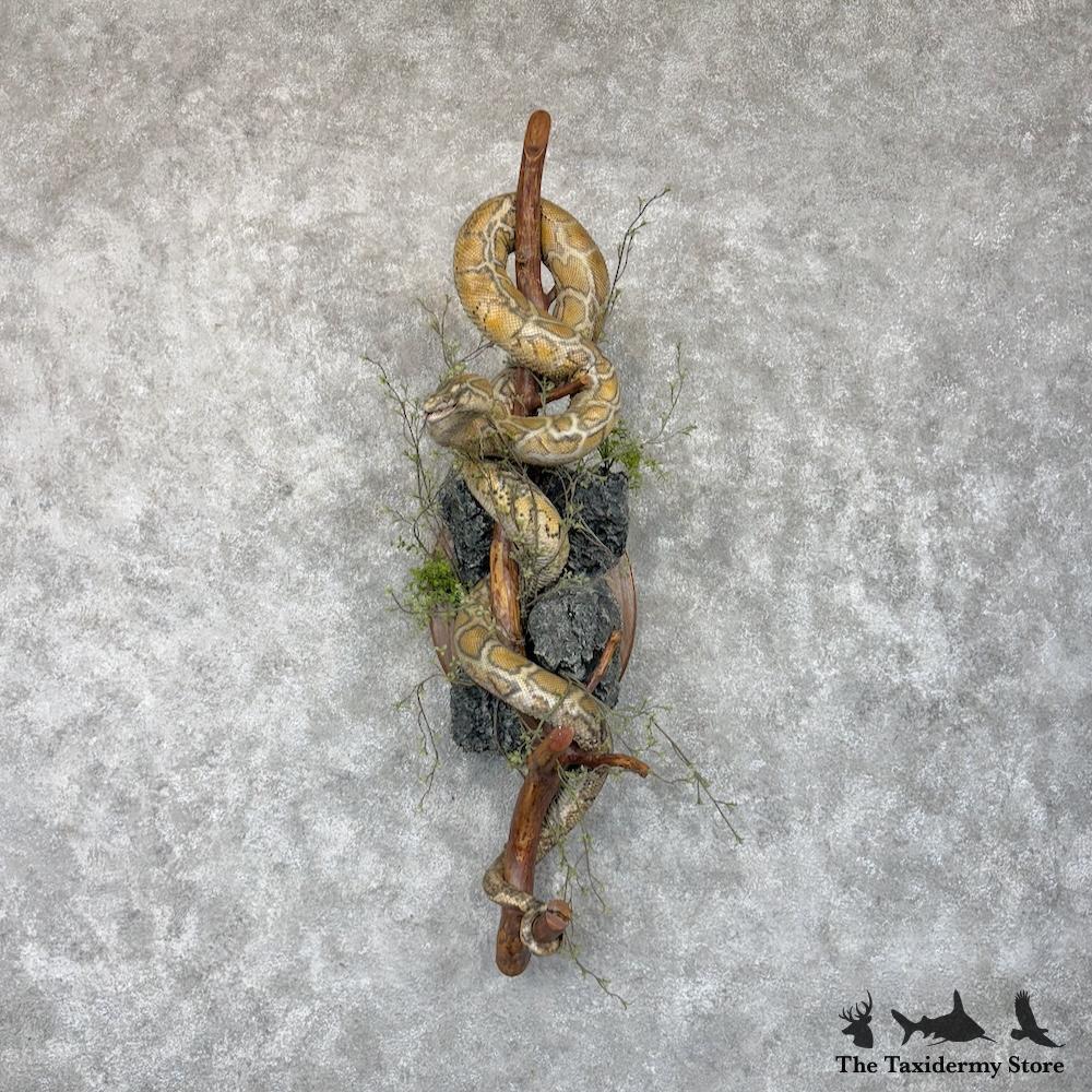 #30154 E | African Rock Python Life-Size Snake Mount For Sale