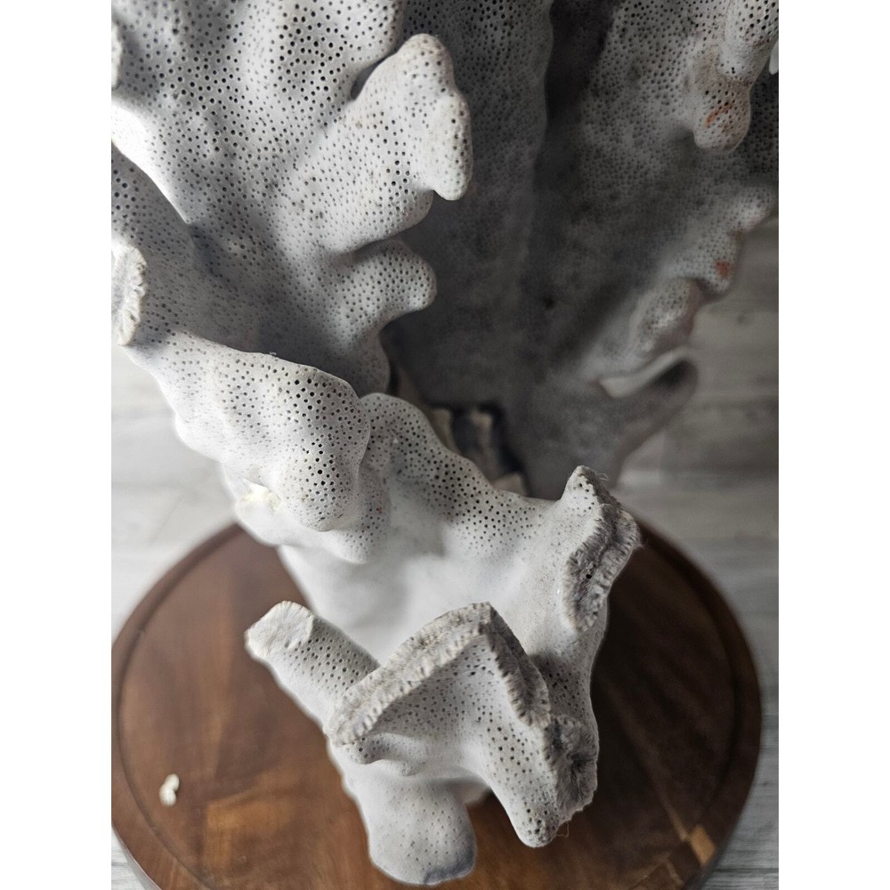 Large Natural Coral Specimen