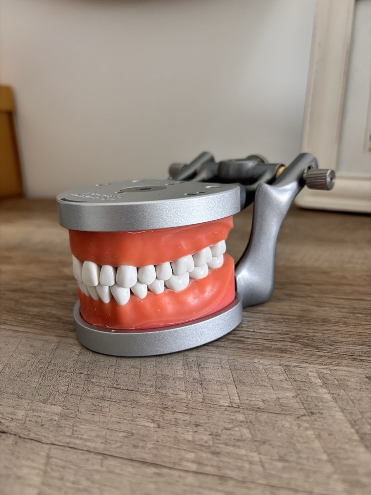 Acadental ModuPRO Typodont One & Practice Kit with Removable Teeth