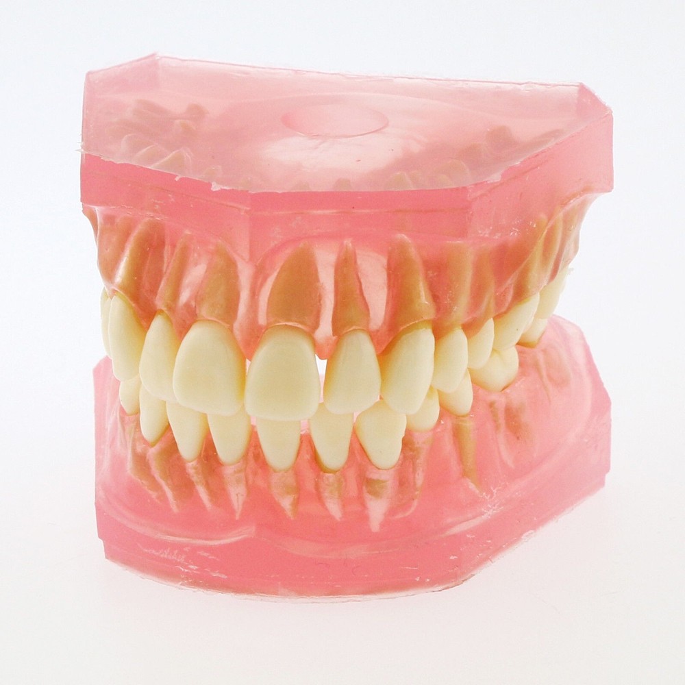 Dental TYPODONT Model Standard Model with 28 Pcs Removable Teeth Soft Gingiva