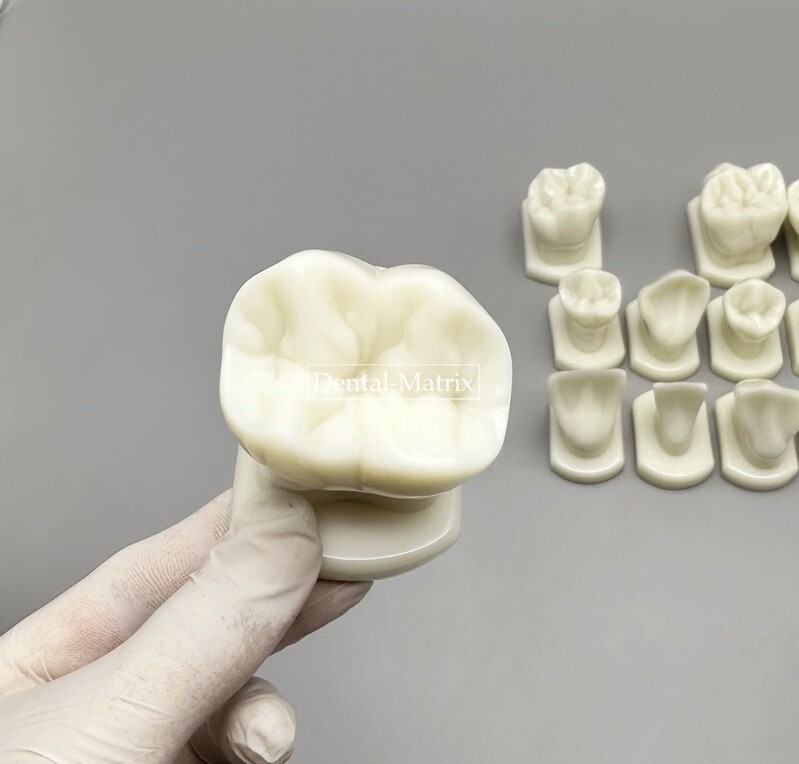 Dental Teeth Form Models OrthodonticTypodont Model Lab Tooth Study Teaching Demo