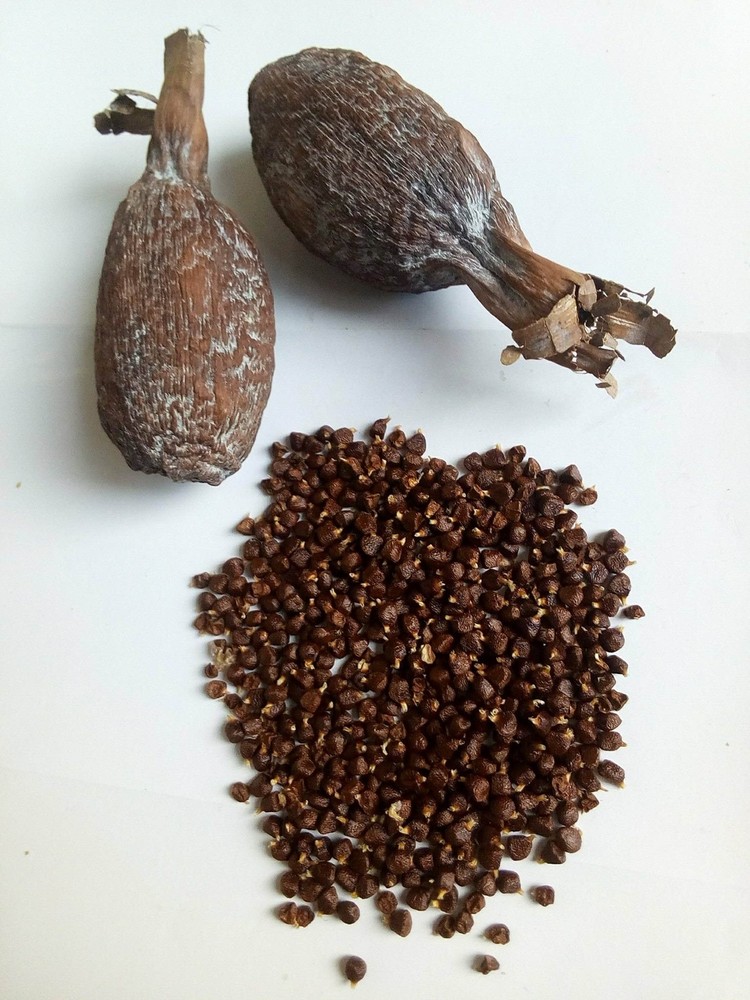 Ghana Alligator Pepper mbongo spice hepper Pepper (10)