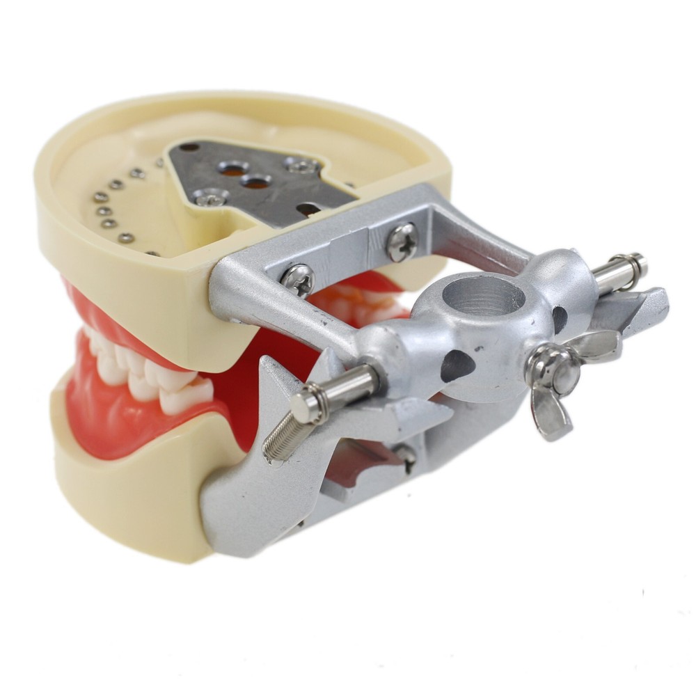Kilgore Nissin 200 Type Dental Typodont 32PCS Teeth Replacement Training Model
