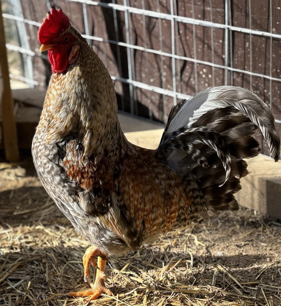 Cream Legbar Hatching Eggs (12 Eggs)
