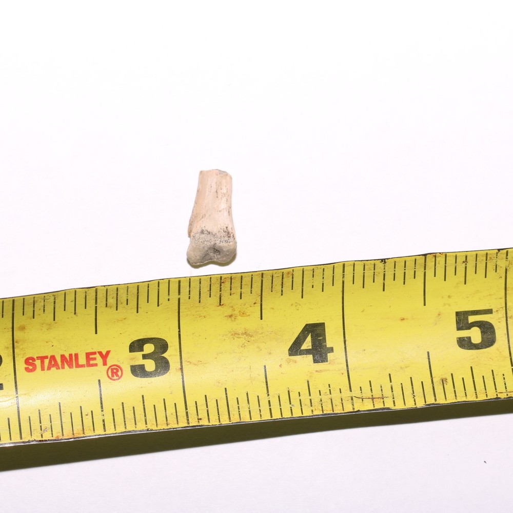 Raptor Bone Partial - Dinosaur Fossil - Cretaceous - Hell Creek Formation - Nice