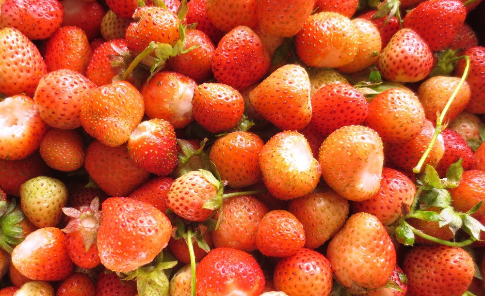 5-1000 FLAMINGO PINK STRAWBERRY Bare Root Plants