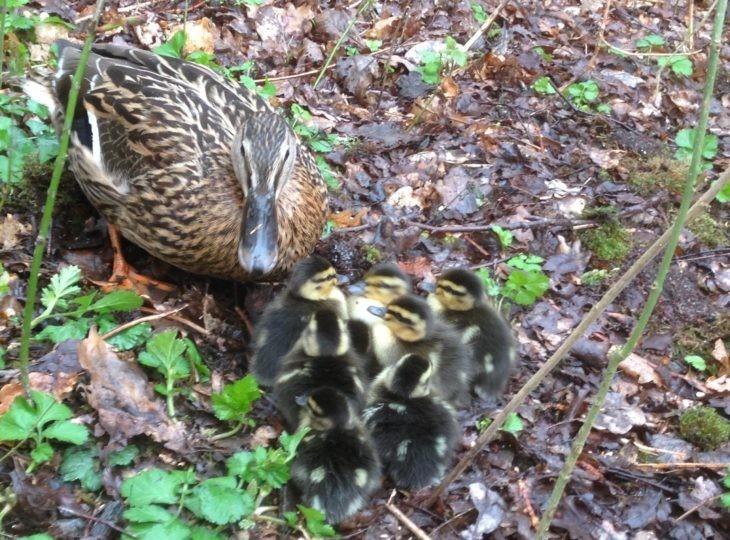 mallard duck hatching eggs x 6