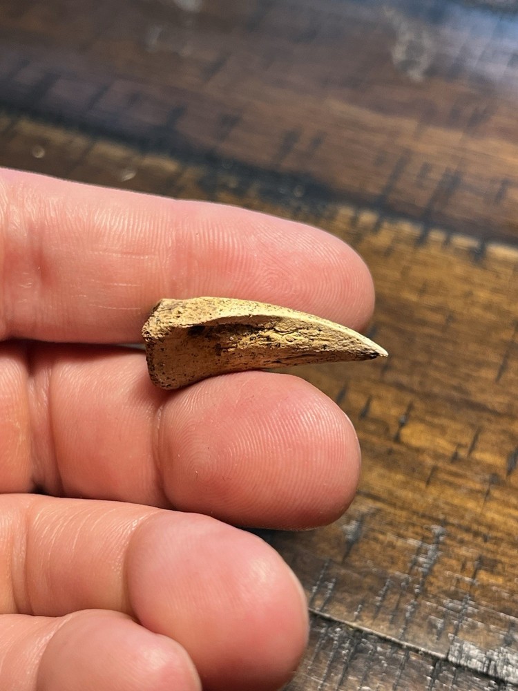 Giant Turtle Claw Dinosaur Age Fossil Hell Creek Form ND