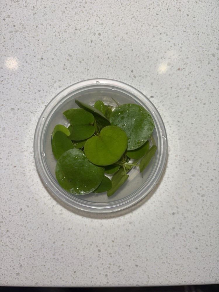 Beginner aquarium plant bundle