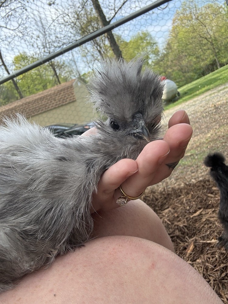 10 “Who’s Your Daddy?” Hatching Chicken Eggs 🤍